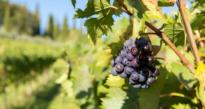 Sangiovese Grapes