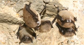 bats in NY with white nose syndrome