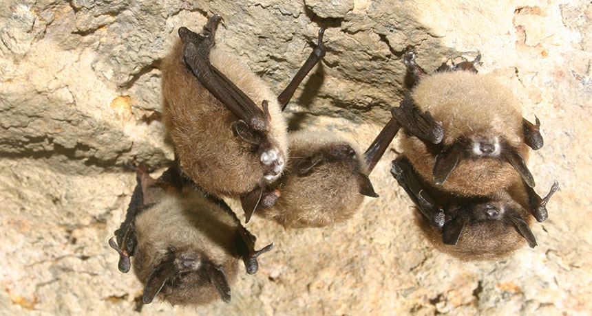 bats in NY with white nose syndrome