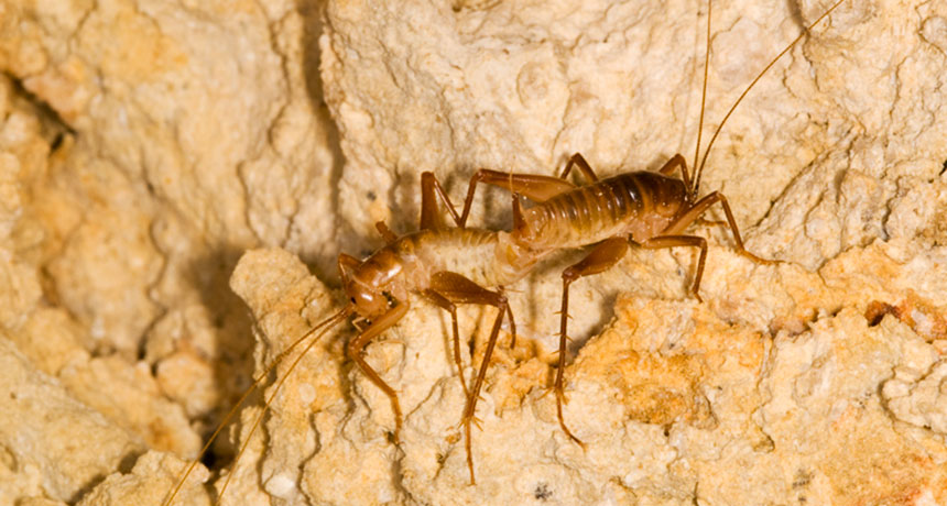 Ceuthophilus cave crickets