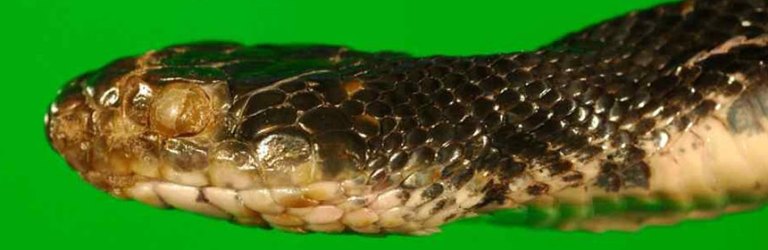 Eastern rat snake