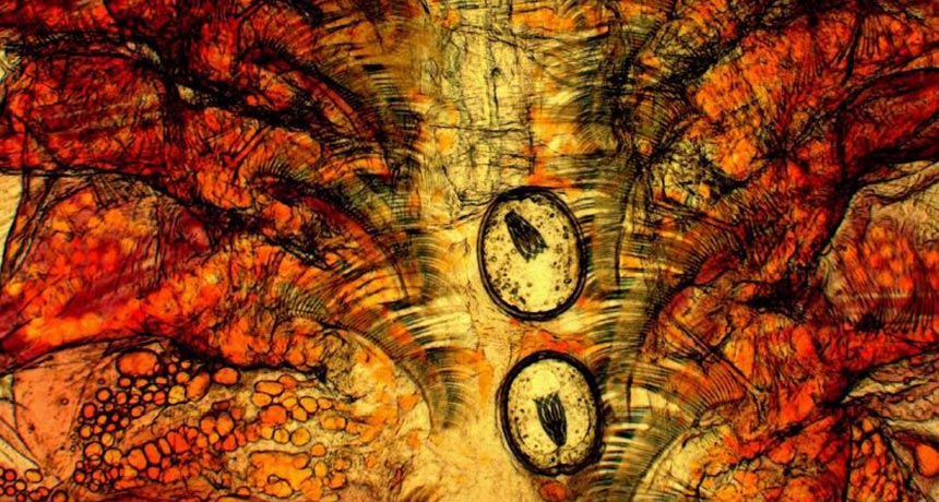 magnified image of brine shrimp tissue