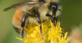 a bee visiting a goldenrod flower