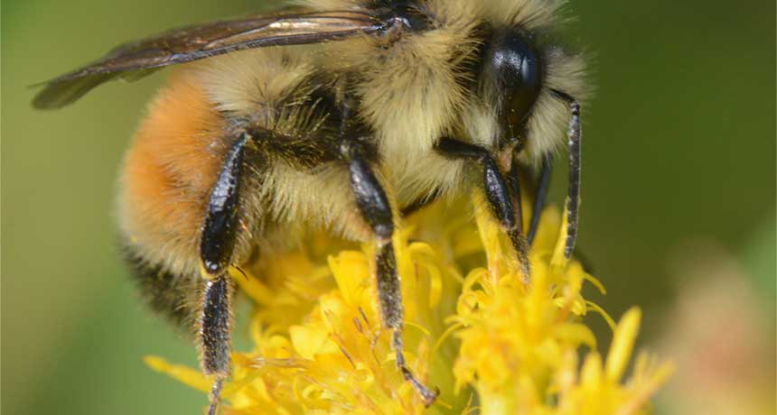 a bee visiting a goldenrod flower