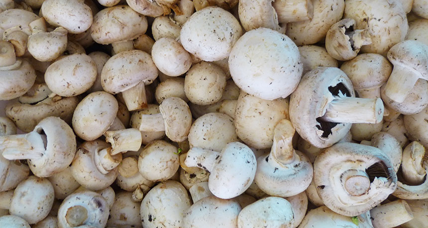 edible Agaricus bisporus mushrooms