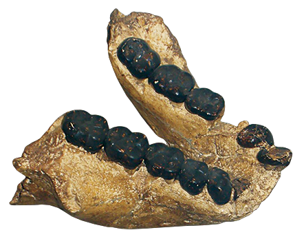 Gigantopithecus jaw bone