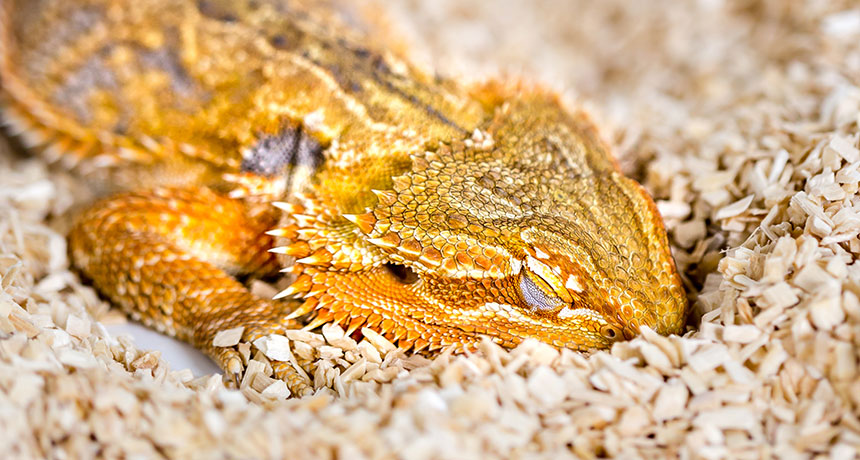 a sleeping Australian dragon
