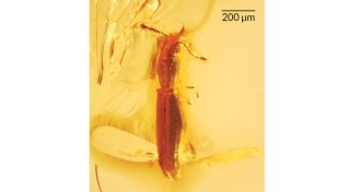 beetle preserved in amber