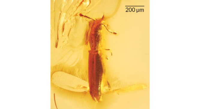 beetle preserved in amber