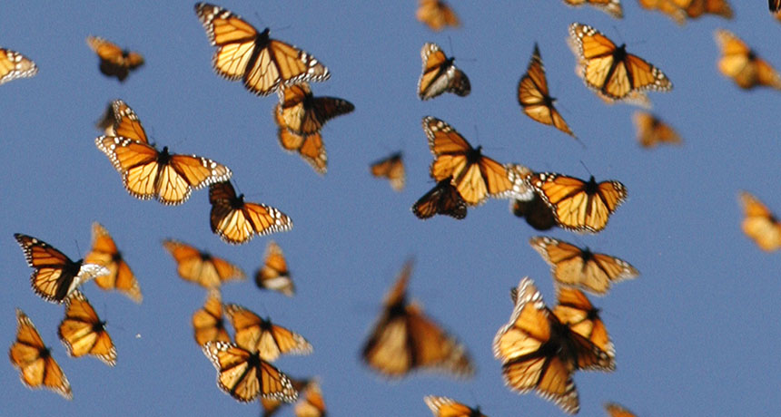monarchs