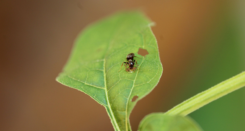 nightshade leaf with goo and ant