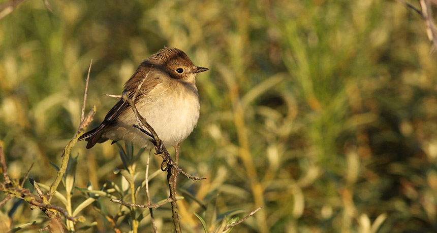 a pied flycatcher