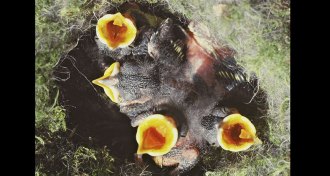 nestlings begging for food