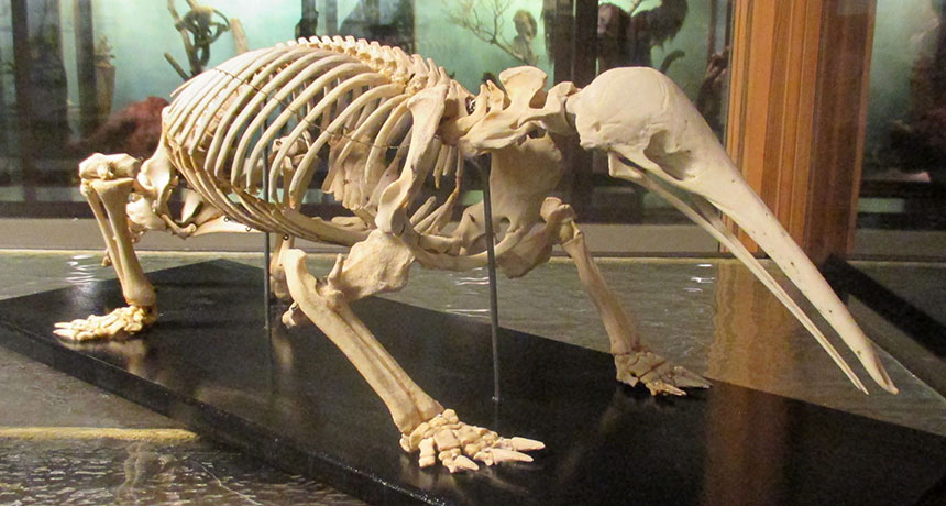 skeleton of a long-beaked echidna