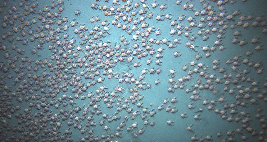crab swarm