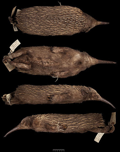 echidna specimen collected in 1901