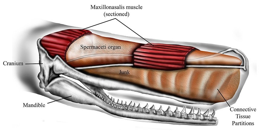 illustration of the anatomy of a whale head