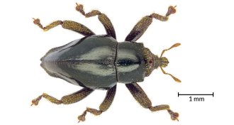 Trigonopterus chewbacca