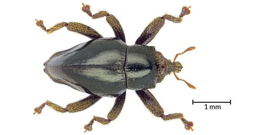 Trigonopterus chewbacca