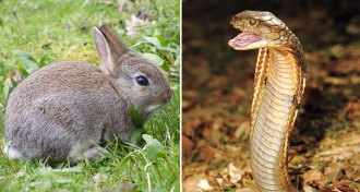 rabbit and snake