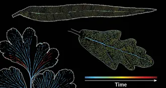 lab images of embolisms in leaf veins