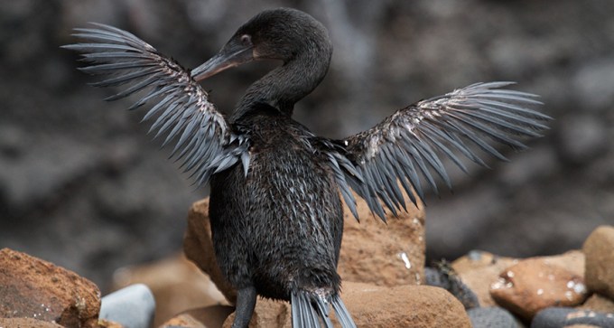 a Galápagos cormorant