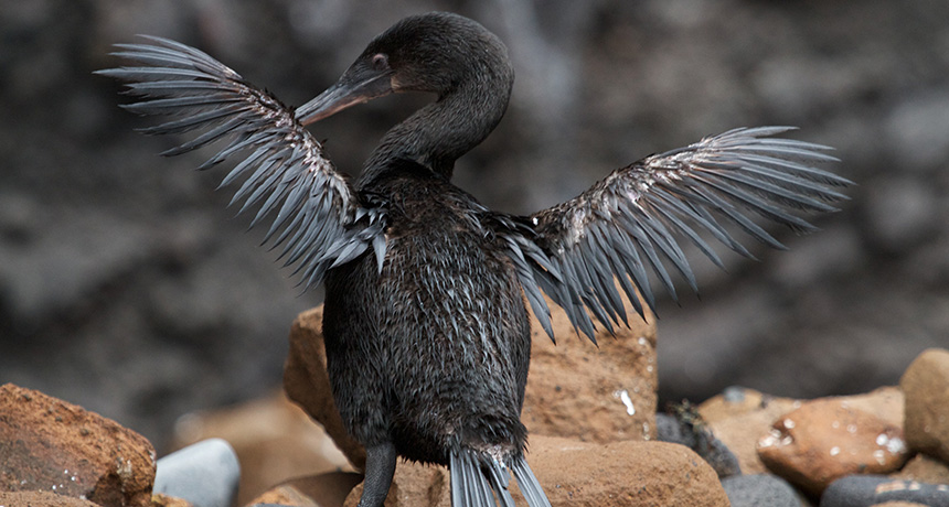 a Galápagos cormorant