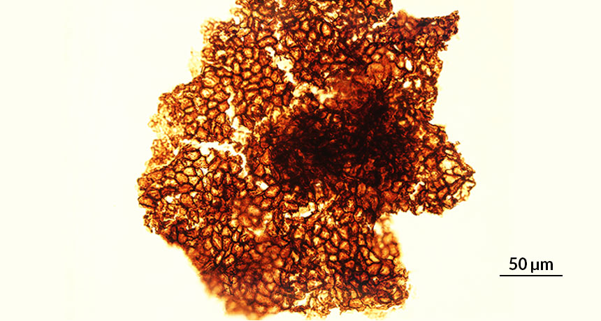 mudstone fossil microbes