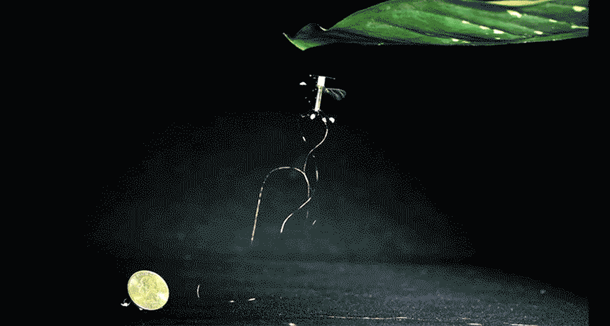 robotic perching insect