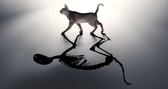 Illustration of a cat with skeleton shadow