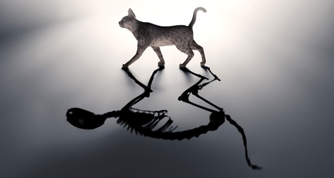 Illustration of a cat with skeleton shadow