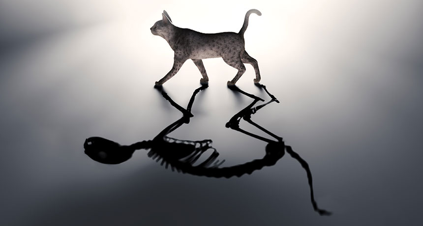 Illustration of a cat with skeleton shadow
