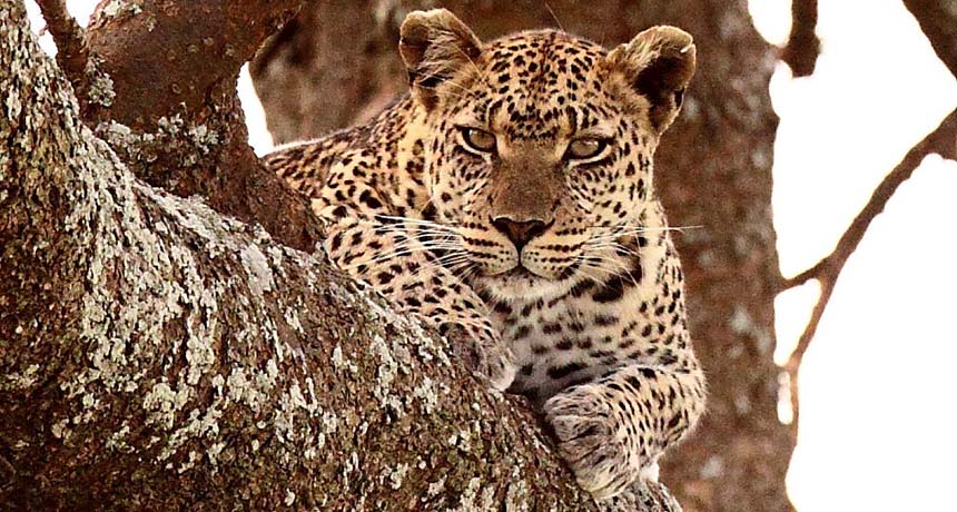 a leopard in a tree