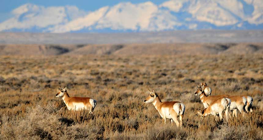 pronghorn