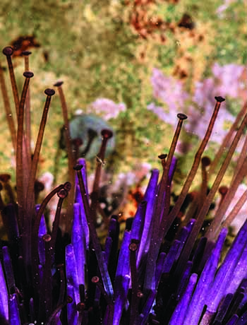purple urchin