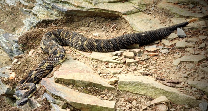 Crotalus horridus
