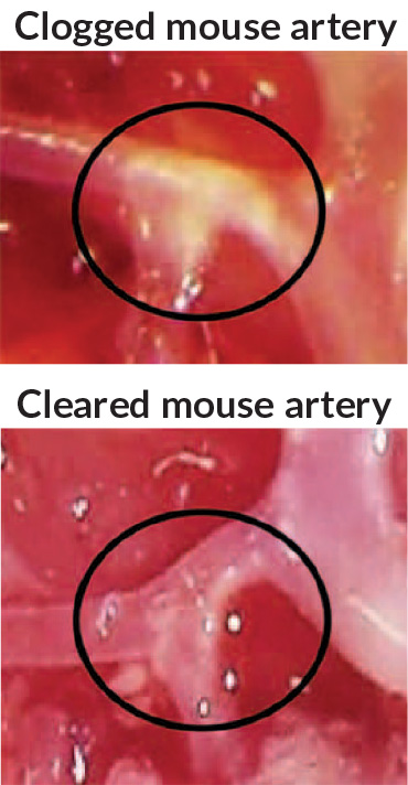 mouse arteries