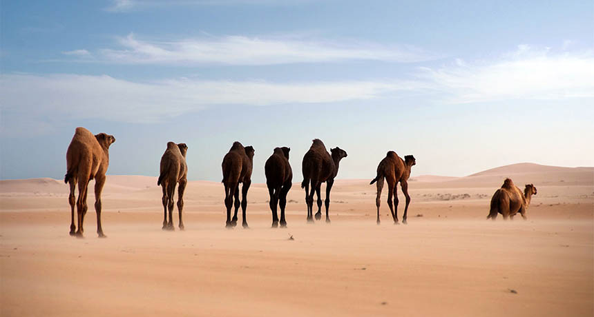 Arabian camels in the desert