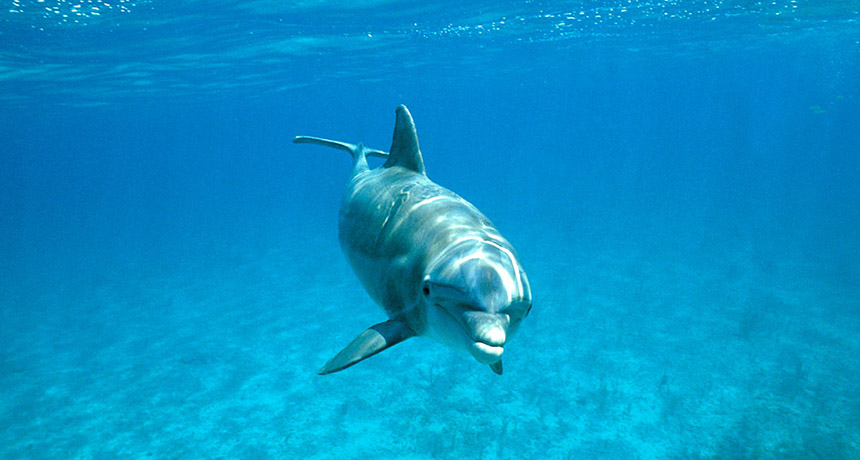 a dolphin underwater