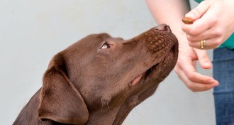 labrador looking at a treat