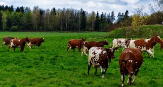 cows in a field in Finland