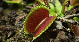 a Venus flytrap