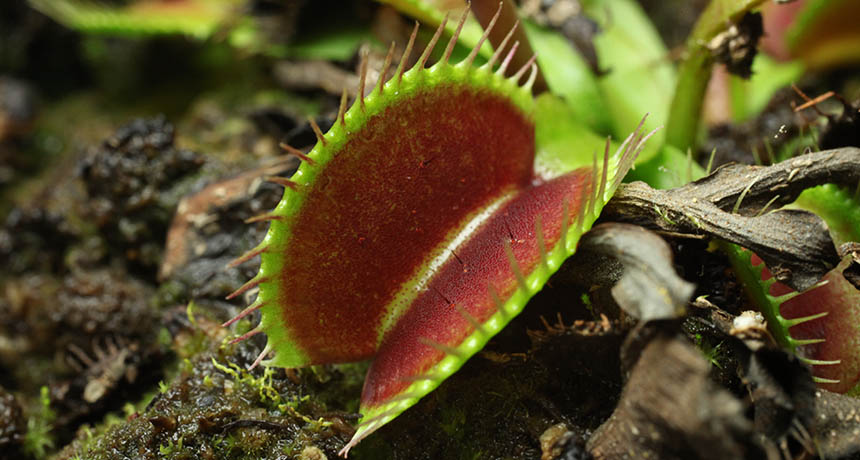 a Venus flytrap