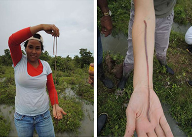 Andiorrhinus earthworms