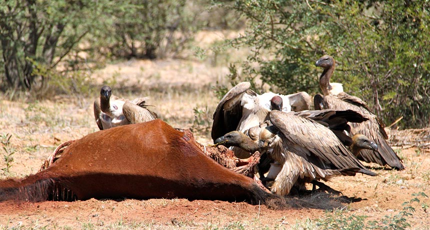 vultures feeding on a dead horse