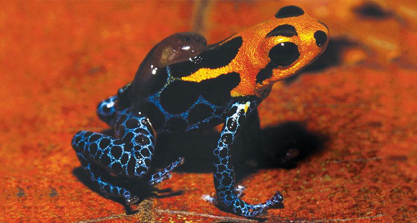 poison mimic frog with tadpole on its back