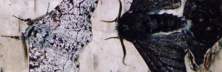 peppered moths