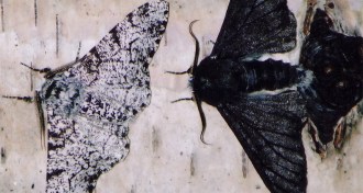peppered moths