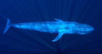 Pygmy blue whale