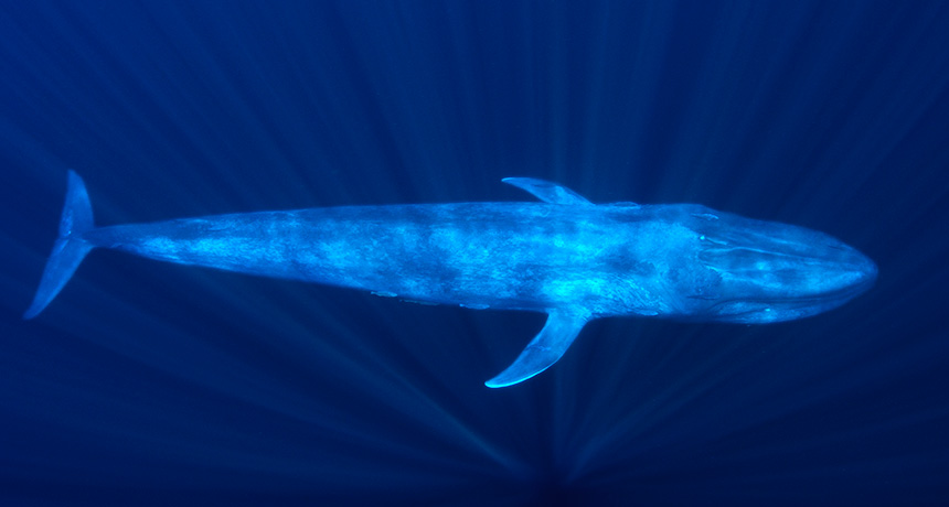 Pygmy blue whale